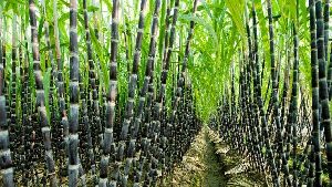 sugar cane