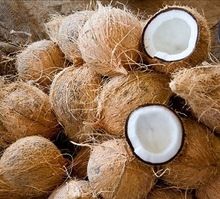 Fresh Brown Semi Husked Coconuts