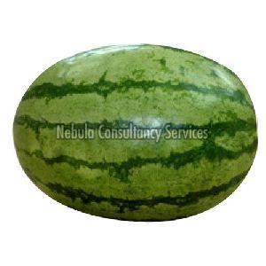 Fresh Green Watermelon