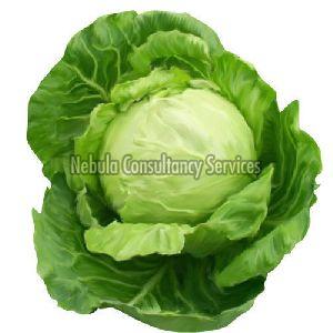 Fresh Organic Cabbage