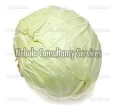 Fresh White Cabbage