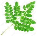 moringa leaves