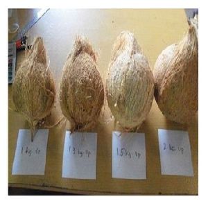 Matured Coconuts