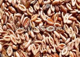 Dried Psyllium Seeds