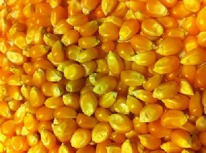 Raw Maize Seeds
