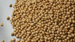 Raw Soybean Seeds