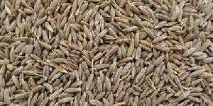 Brown Cumin Seeds