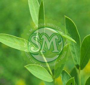 Organic Senna Powder and Leaf