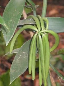 Dry Pods Extract