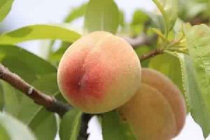 Peach Extract