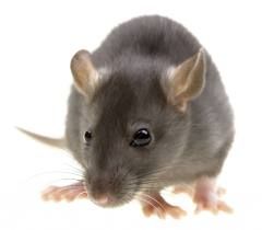 Rat Pest Control Services