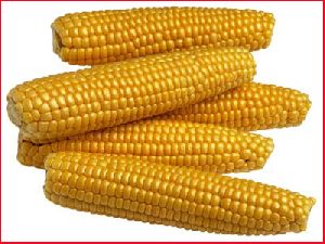 maize and corn