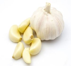 fresh garlic