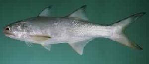 Indian Salmon Rawas Fish