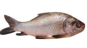 katla fish