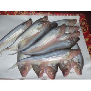 pabda fish