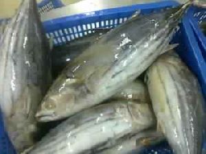 Skipjack Tuna Fish