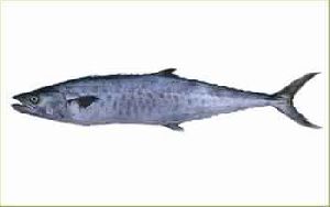 Surmai King Fish