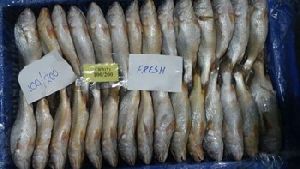 Yellow Croaker Frozen Fish