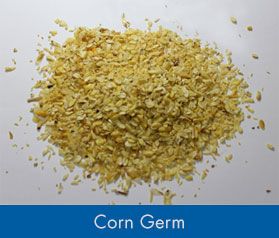 Corn Germ