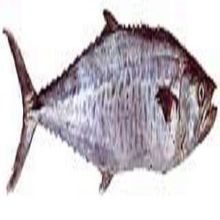 seer fish