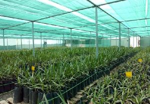 Date Palm Tissue culture plants