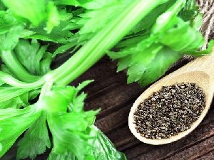 Celery Seed Essential Oil