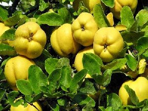 quince fruit