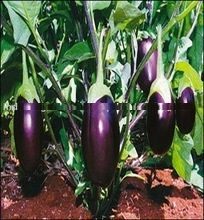 Eggplant Vegetable Seed