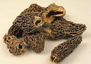 Dried Morel Mushrooms Morel