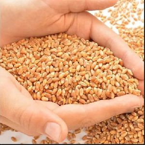 Lokmanya Wheat Seeds