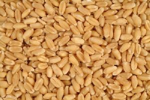 Sujata Wheat Seeds