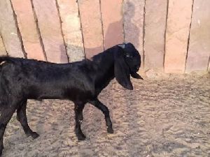 beetal goat