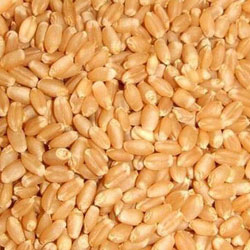 Indian Wheat Seeds