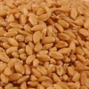 Premium Wheat Seeds