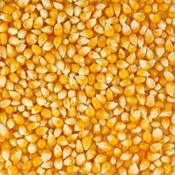 yellow maize corn
