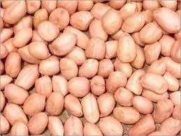 Groundnut Kernels