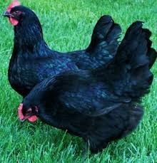 Live Kadaknath Chicken