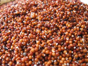 Organic Ragi Seeds