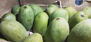 Kapil Agro Dasheri Mango