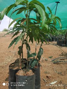 Kapil Agro Dasheri Mango Plants