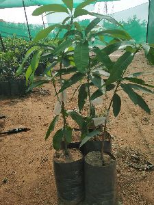 Kapil Agro Himayath Mango Plants