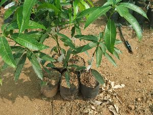 Kapil Agro Kesar Mango Plants