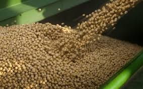 Certified Soybean Seeds KDS-726