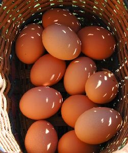 Brown Eggs