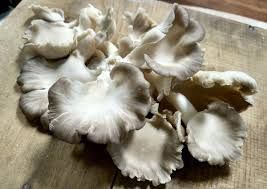 Dried Oyster Mushroom Spawn
