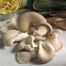 Organic Oyster Mushroom Spawn