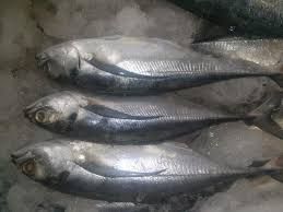 frozen horse mackerel fish