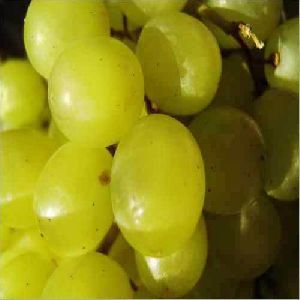 fresh green grapes