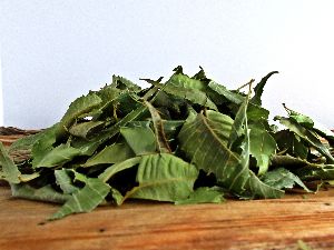 Dried Moringa Leaves
